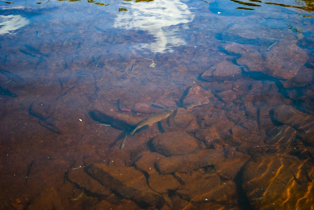 Рыба реке в Пскове