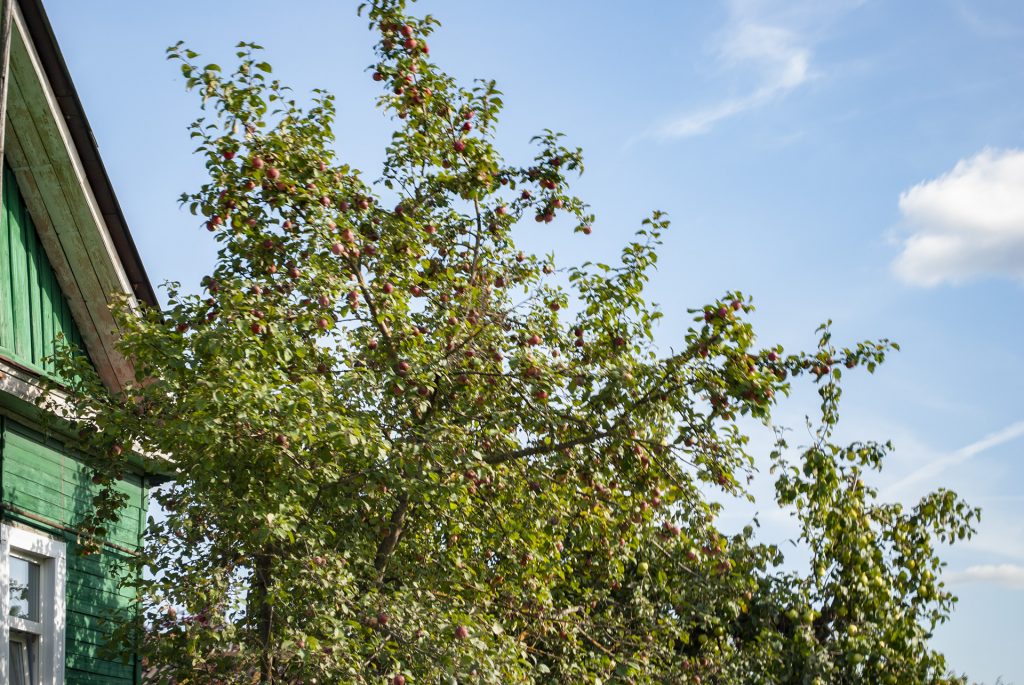 яблоки на яблоне в Торжке