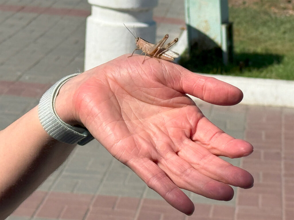 Астраханский кузнечик